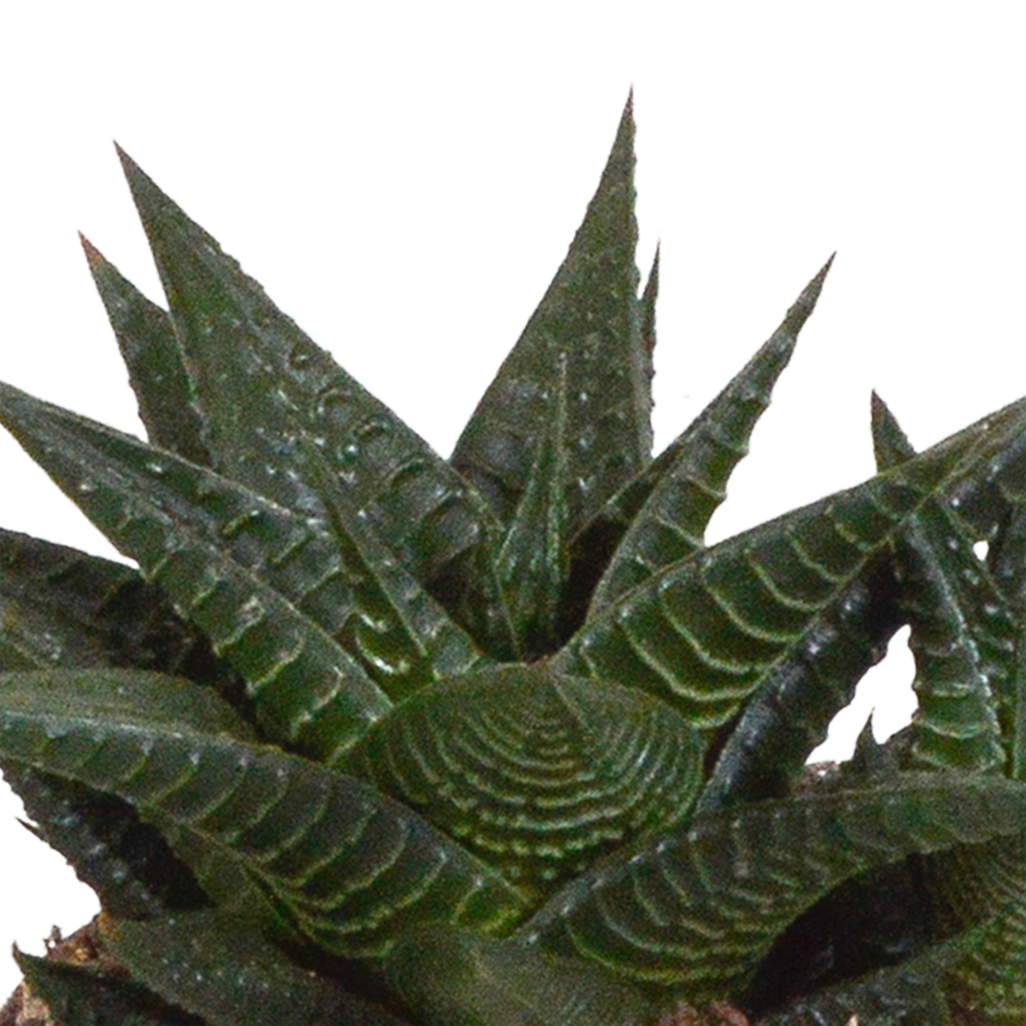 Gasteria/Haworthia-Mischung 8,5cm - 3x - in witte pot