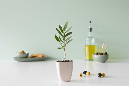 Mini-Olivenbaum im Briefkasten mit Informationsbroschüre