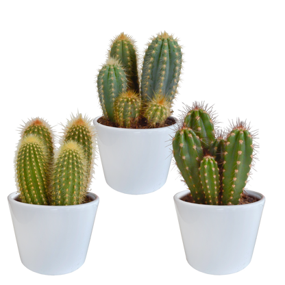 Cereus-Mischung 10,5 cm - 3x - in witte pot