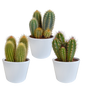 Cereus-Mischung 10,5 cm - 3x - in witte pot