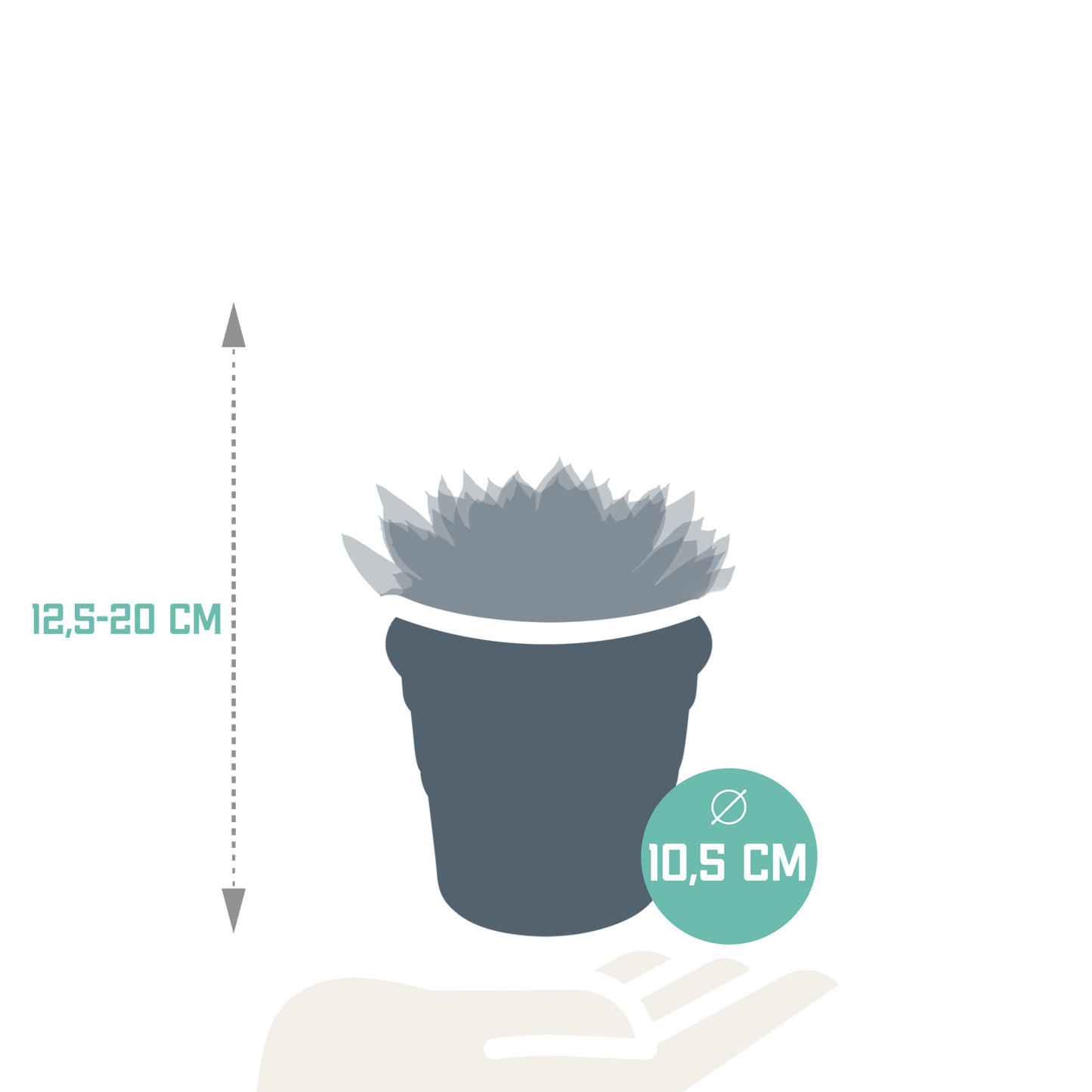 Echeveria-Mix 10,5 cm - 3x - in terracotta pot