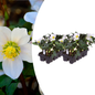 Helleborus niger ‘Christmas Carol’ – 12 Christrosen im Set (2 x Sixpack)