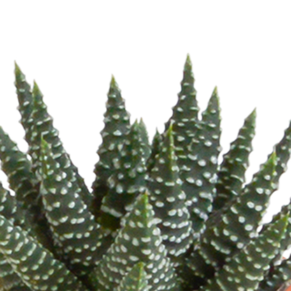 Cactus en vetplanten Mischung 5,5 cm | 15 stück - in witte pot