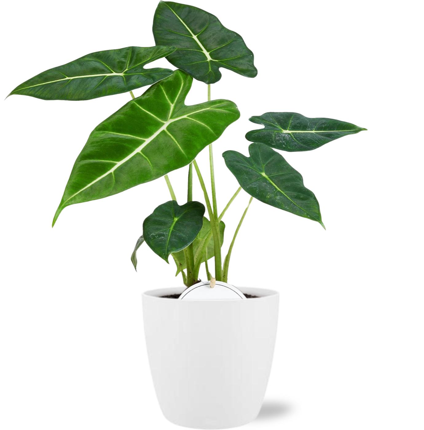 Alocasia Frydek - Ø12cm - ↕35cm + Pot Brussels D13,5x12,5cm - Weiß