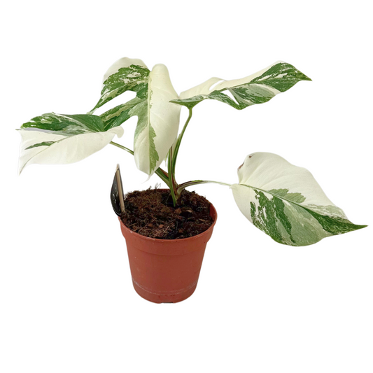 Monstera Deliciosa Variegata Super White - Ø15cm - ↕35-40cm