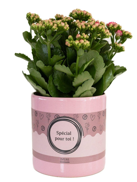 Kalanchoe Pink In P&PURE "SPECIAL POUR TOI" Verpakking - Ø12cm - ↕27cm
