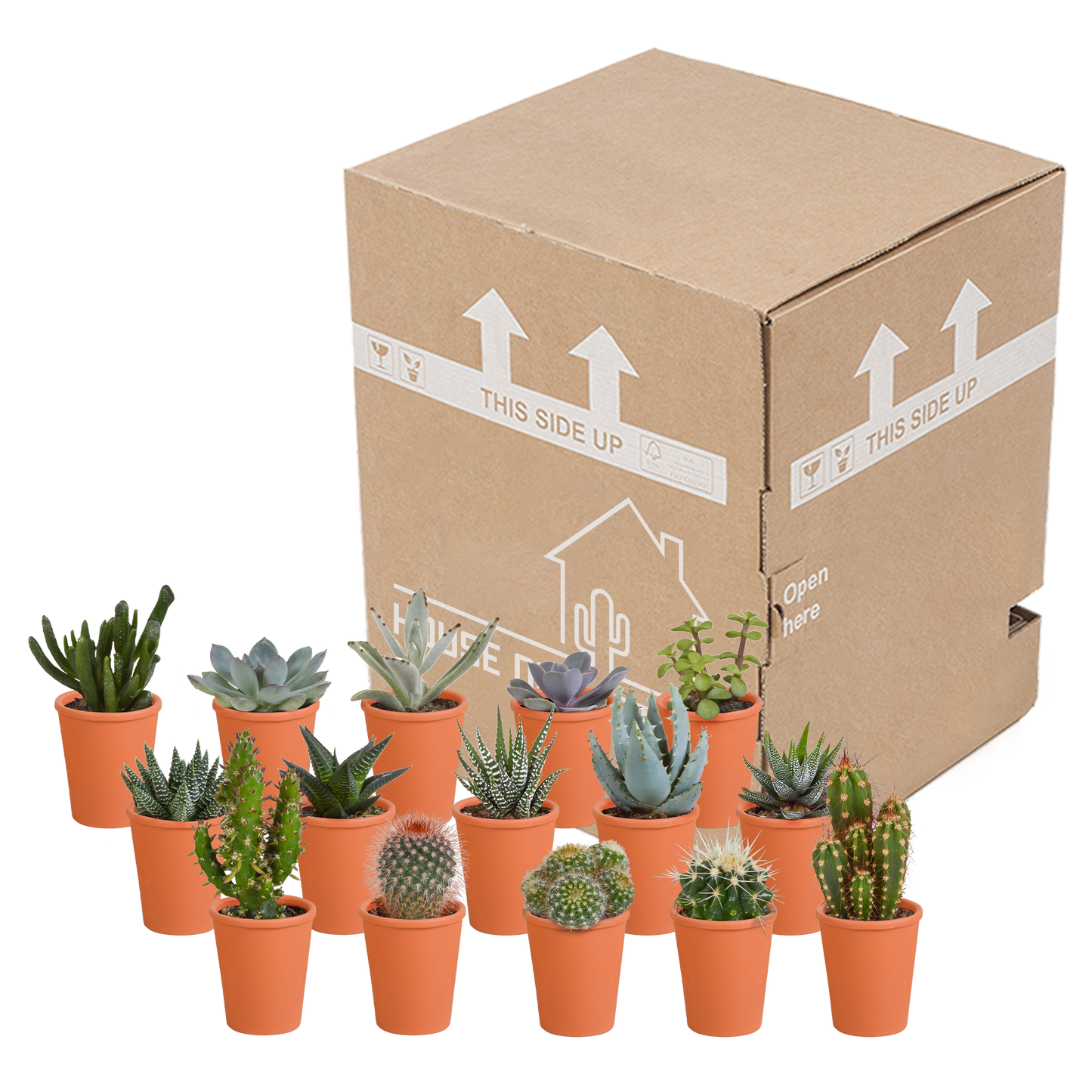 Cactus en vetplanten Mischung 5,5 cm | 15 stück - in terracotta pot