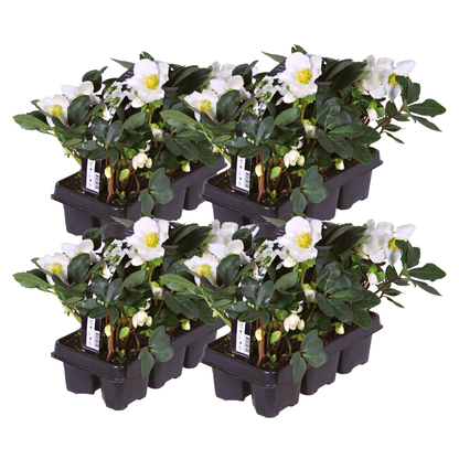 Helleborus niger ‘Christmas Carol’ – 24 Christrosen im Set (4 x Sixpack)