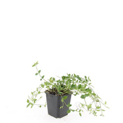 24x Vinca minor 'Gertrude Jekyll' - ↕10-25cm - Ø9cm