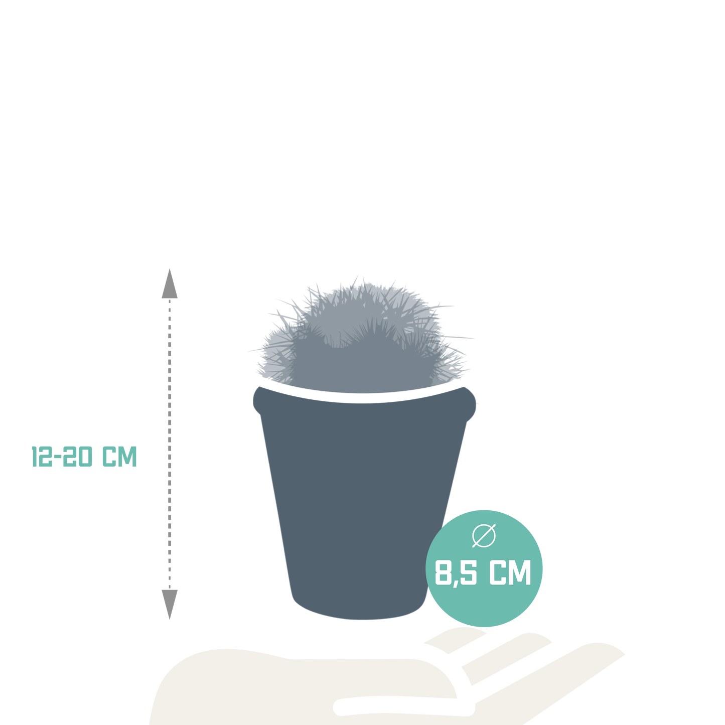 Bolcactus-Mischung 8,5 cm - in terracotta pot
