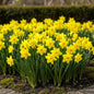 GreenboutiQ - Blumenzwiebeln - Narcis Tete-A-Tete - Bulbs Hardy Perennial - Farbe Gelb - 50 Stück - Zwiebelgröße 10/12