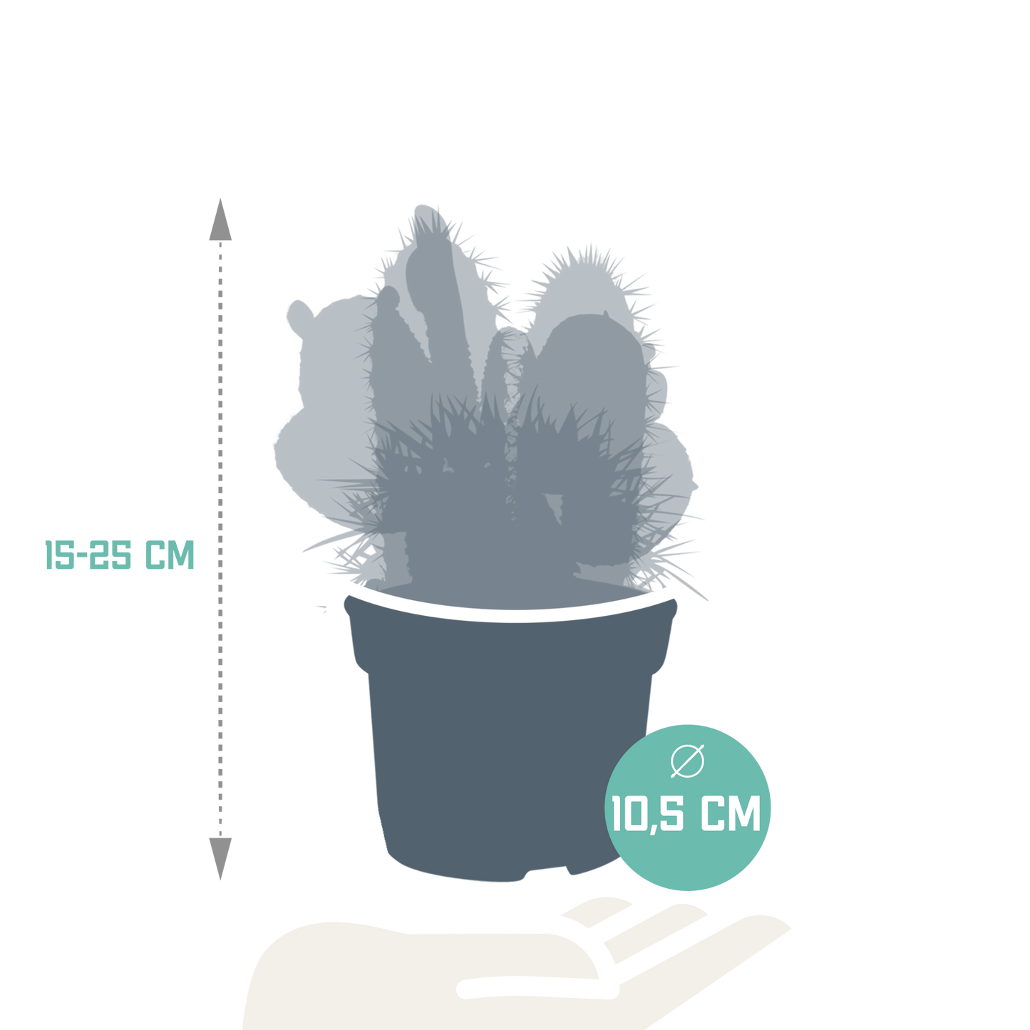 Kakteenmischung 10,5 cm - 3x - zonder pot