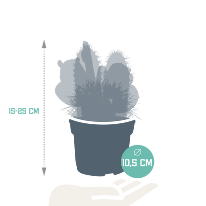 Kakteenmischung 10,5 cm - 3x - zonder pot