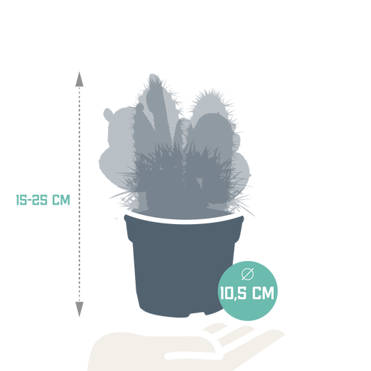 Kakteenmischung 10,5 cm - 3x - zonder pot
