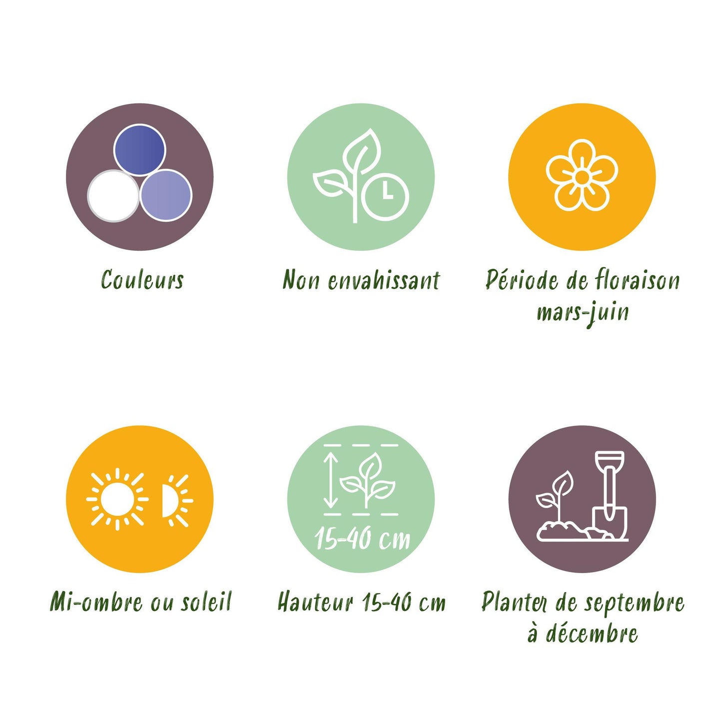 GreenboutiQ - Blumenzwiebeln - Zwiebel Garten Blue Mix - Bulbs Hardy Perennial - Verschiedene Arten - Farbe Blau - 125 Stück - Geschenkverpackung