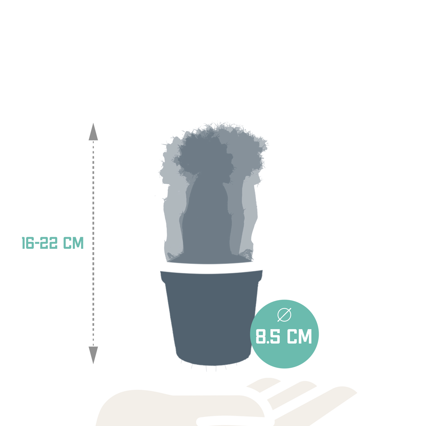 Euphorbia meloformis variegata - Gymnocalycium mix - 5,5cm - 3x