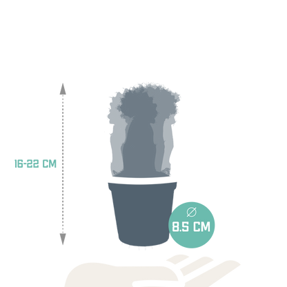 Euphorbia meloformis variegata - Gymnocalycium mix - 5,5cm - 3x