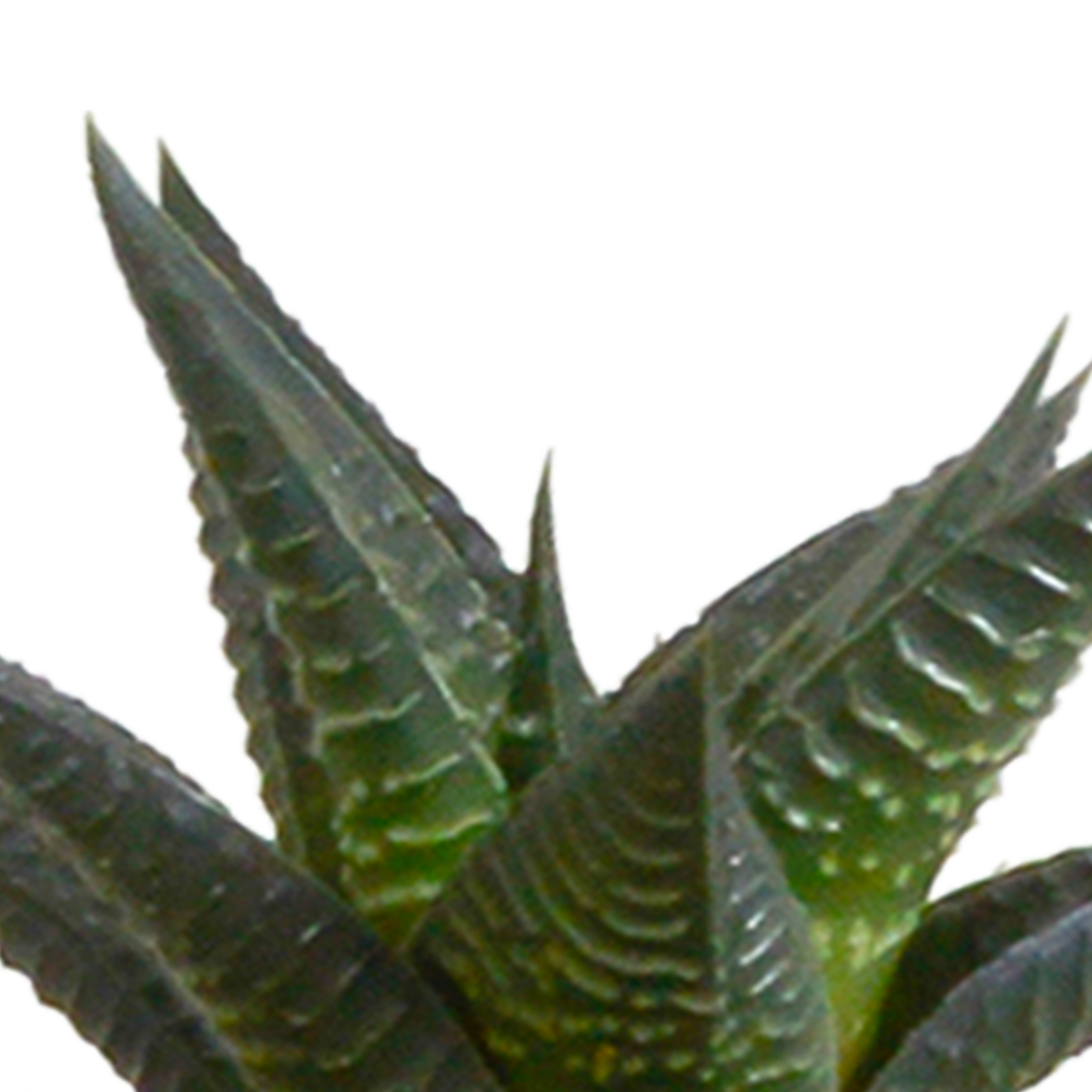 Cactus en vetplanten Mischung 5,5 cm | 15 stück - in witte pot