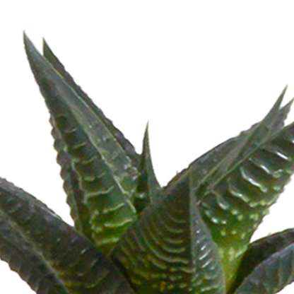 Cactus en vetplanten Mischung 5,5 cm | 15 stück - in witte pot