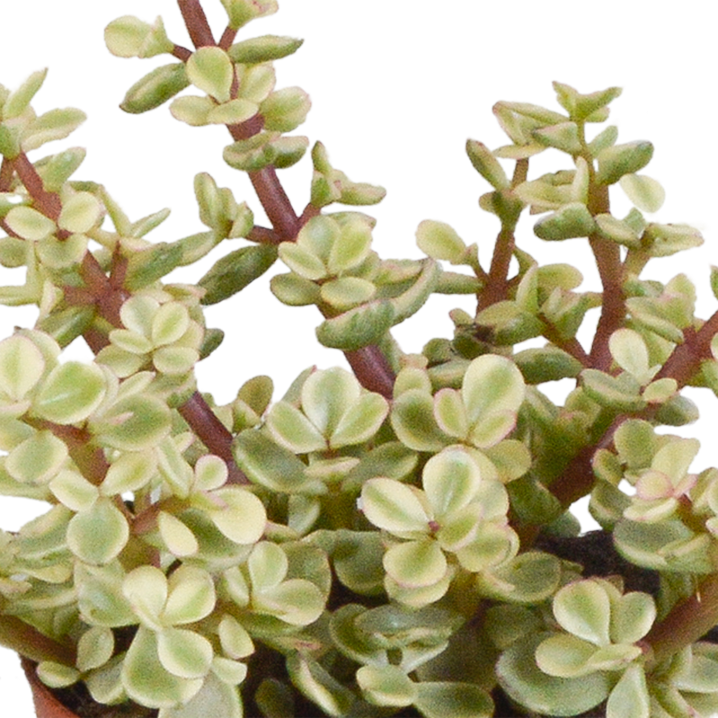 Crassula-Mix 8,5 cm - 3x - in witte pot