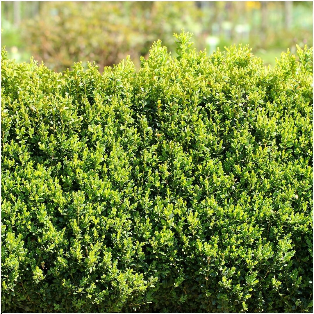 1 meter Buxus Sempervirens haag - ↕ 20 cm - 6 x Ø12 cm