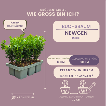 12 x 6er-Pack Buxus NewGen Freedom – Winterharte Immergrüne Sträucher 72 x Ø7 cm - ↕15 cm | Kompakter Buchsbaum