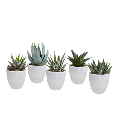 Gasteria/Haworthia-Mischung 5,5cm - in witte pot - 5x