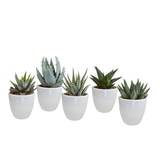 Gasteria/Haworthia-Mischung 5,5cm - in witte pot - 5x