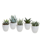 Gasteria/Haworthia-Mischung 5,5cm - in witte pot - 5x