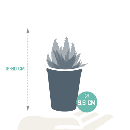 Gasteria/Haworthia-Mischung 5,5cm - 5x - in terracotta pot