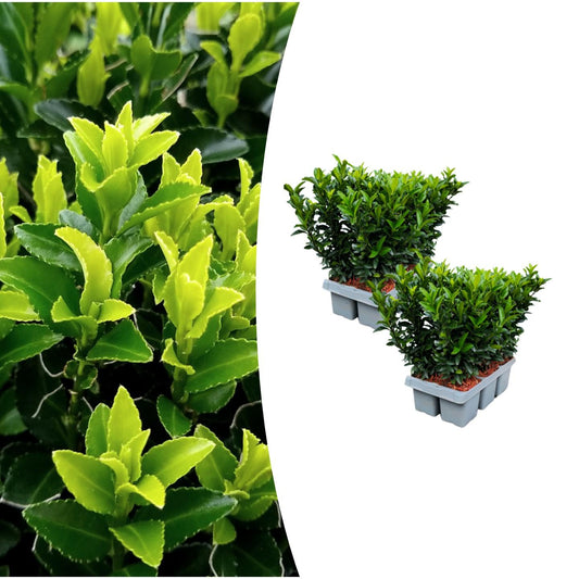 2 x 6er-Pack Euonymus 'Green Spire' – Ø 7 cm – ↨ 15 cm