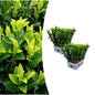 2 x 6er-Pack Euonymus 'Green Spire' – Ø 7 cm – ↨ 15 cm