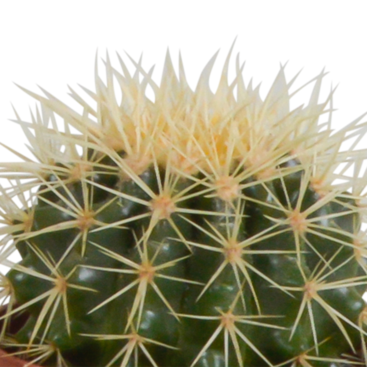 Kakteenmischung 10,5 cm - 3x - in witte pot