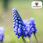 Muscari Bleu Moon 20 stuks