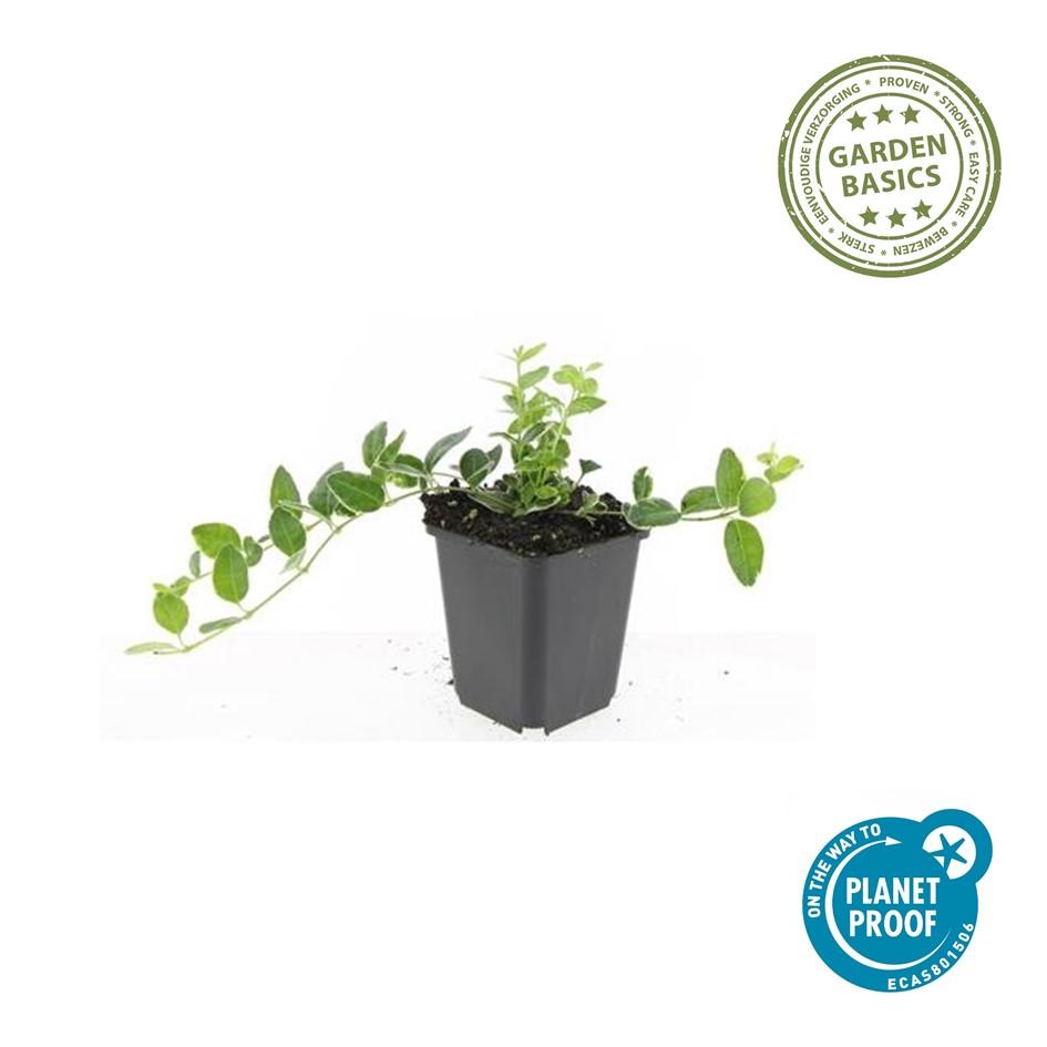 48x Vinca minor 'Ralph Shugert' - ↕10-25cm - Ø9cm