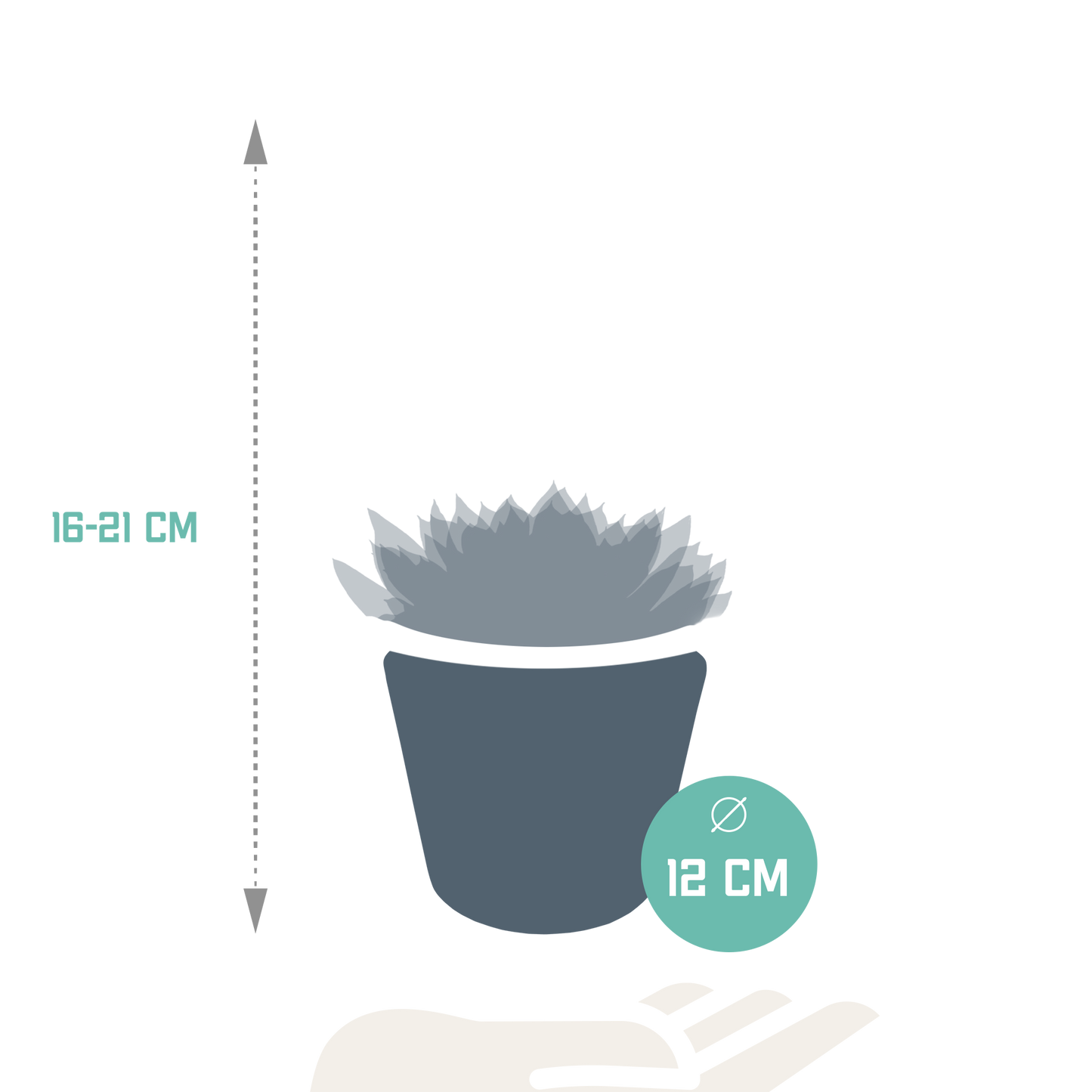 Echeveria-Mix 10,5 cm - 3x - in witte pot