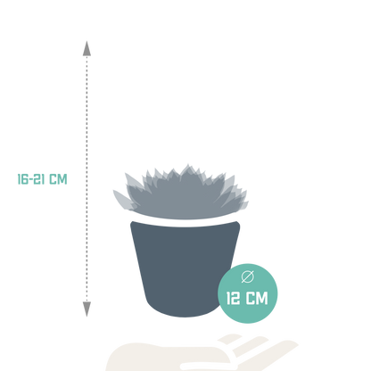Echeveria-Mix 10,5 cm - 3x - in witte pot