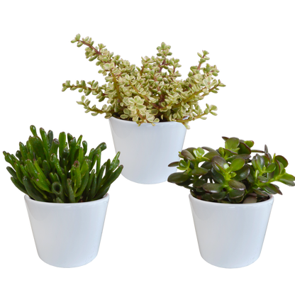 Crassula-Mischung 10,5 cm - 3x - in witte pot