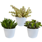 Crassula-Mischung 10,5 cm - 3x - in witte pot