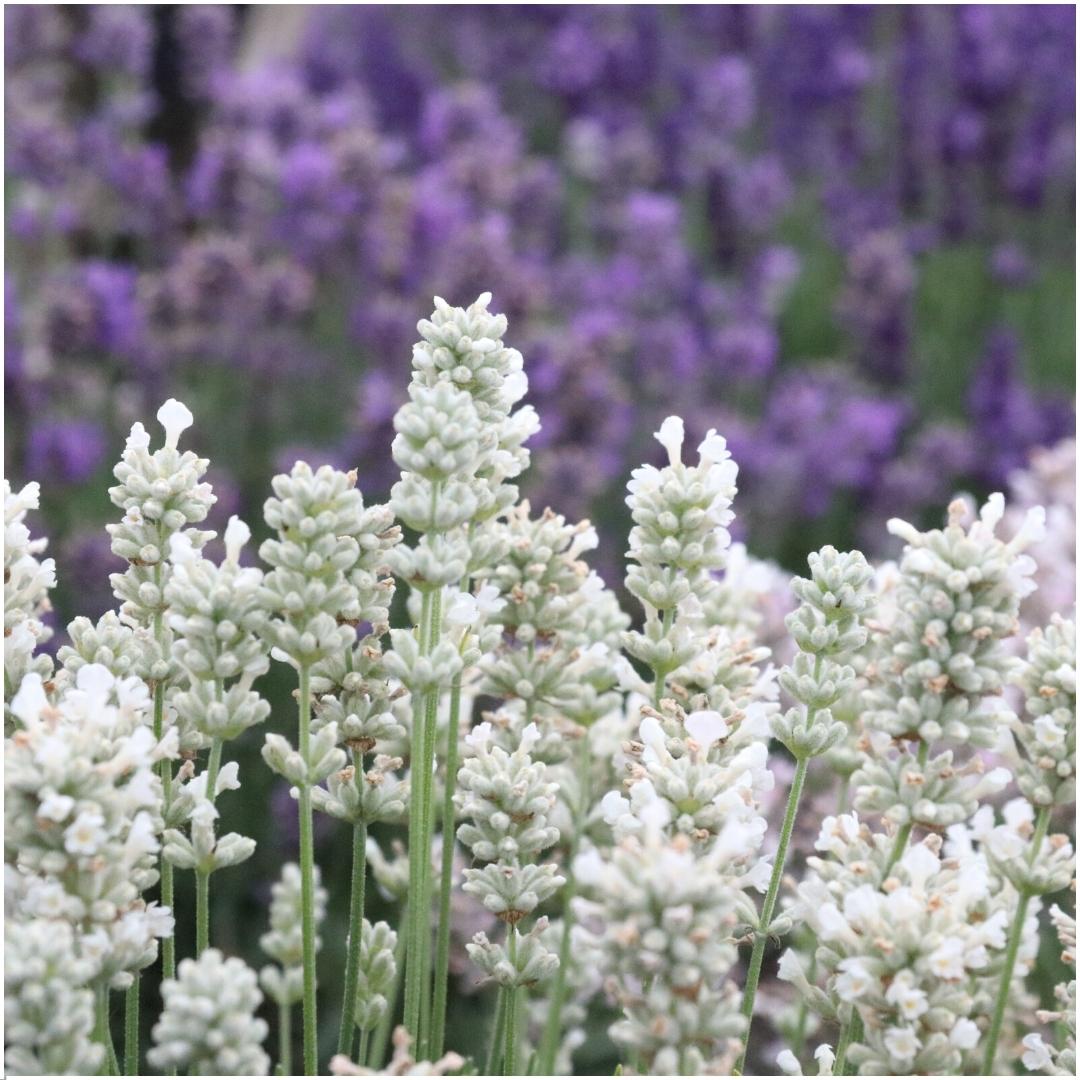 2 x 6 pack Lavendel angustifolia white - 12 x Ø7 cm - ↕15 cm