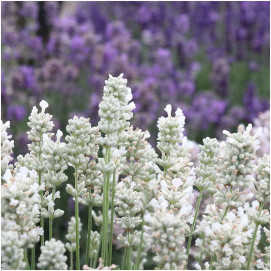 2 x 6 pack Lavendel angustifolia white - 12 x Ø7 cm - ↕15 cm