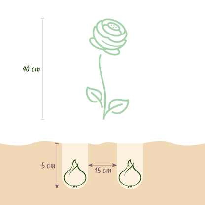 GreenboutiQ - Blumenzwiebeln - Ranunculus Pastel Mix - Bulbs Hardy Perennial - Verschiedene Farben - 40 Stück - Zwiebelgröße 5/6 - XXL Pack