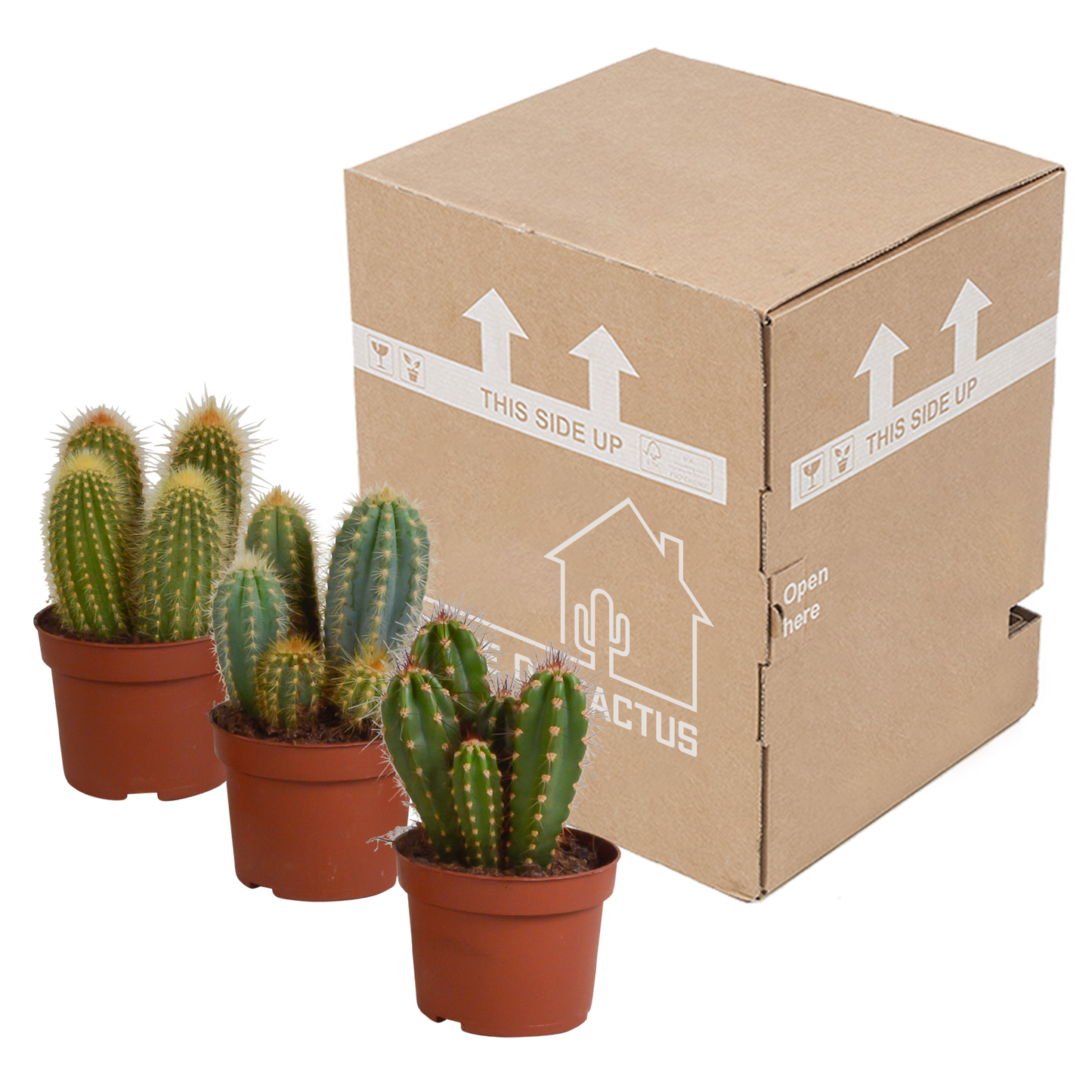 Cereus-Mischung 10,5 cm - 3x - zonder pot