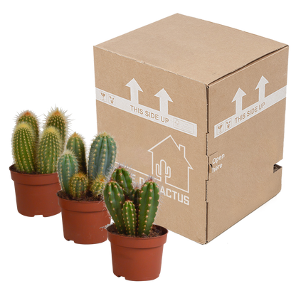 Cereus-Mischung 10,5 cm - 3x - zonder pot
