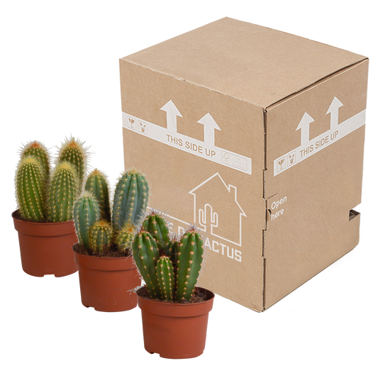 Cereus-Mischung 10,5 cm - 3x - zonder pot