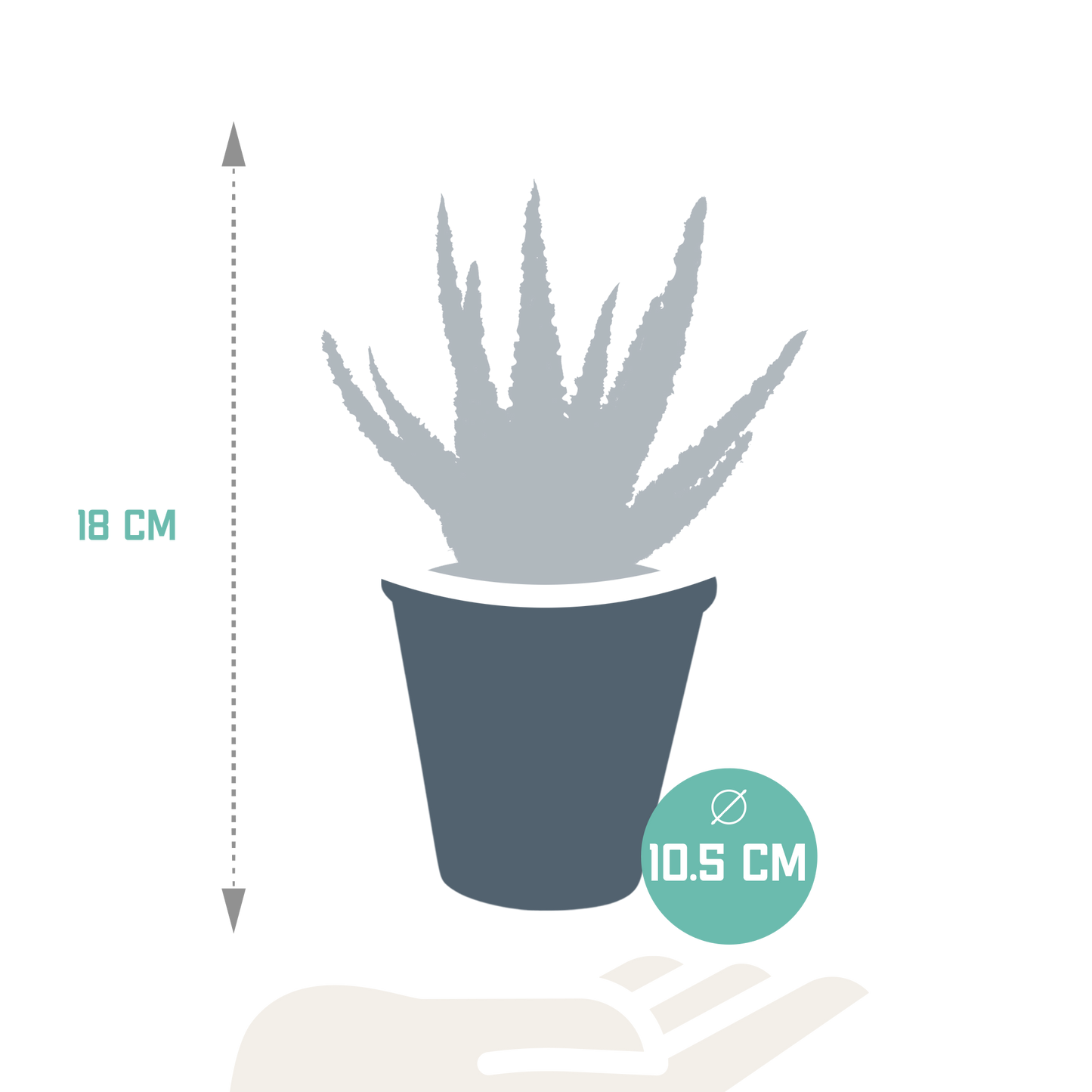 Hallo Zebrina Dannyz 10,5cm - in terracotta pot