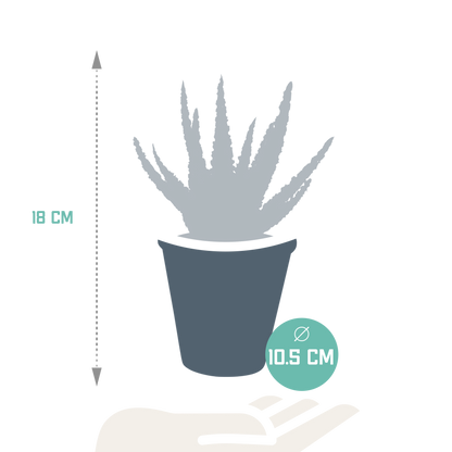 Hallo Zebrina Dannyz 10,5cm - in terracotta pot