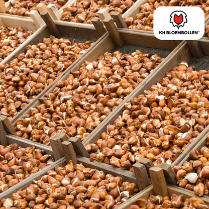 Tulpenbollen Light and Dreamy – 20 Stuks | KH Bloembollen® | Prachtige Pastelkleuren – Voor Tuin of Pot – Maat 11/12 – Vers van de Teler!