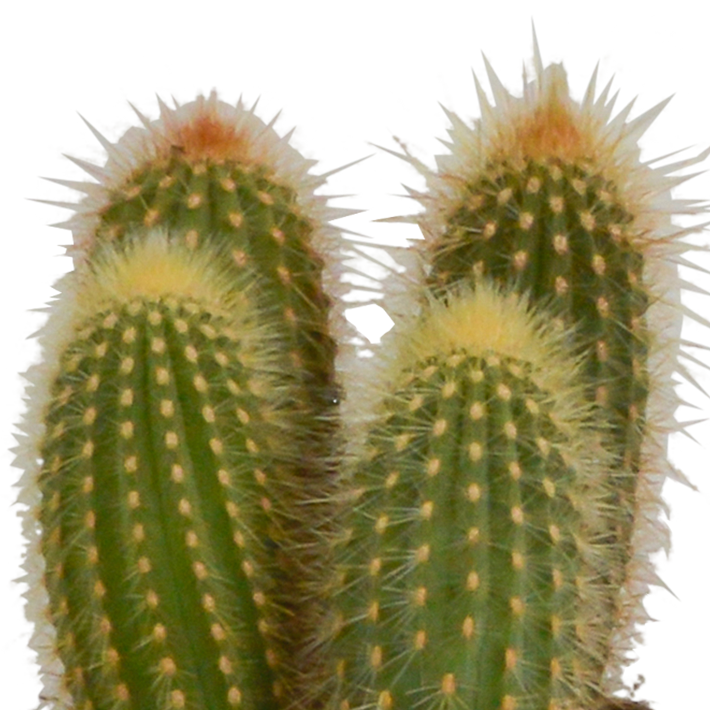 Cereus-Mischung 10,5 cm - 3x - in witte pot