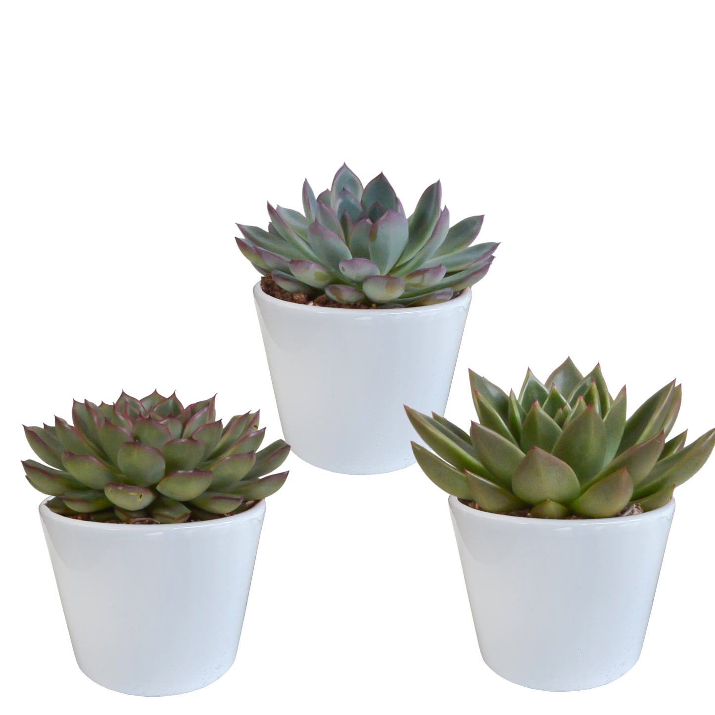 Echeveria-Mix 10,5 cm - 3x - in witte pot